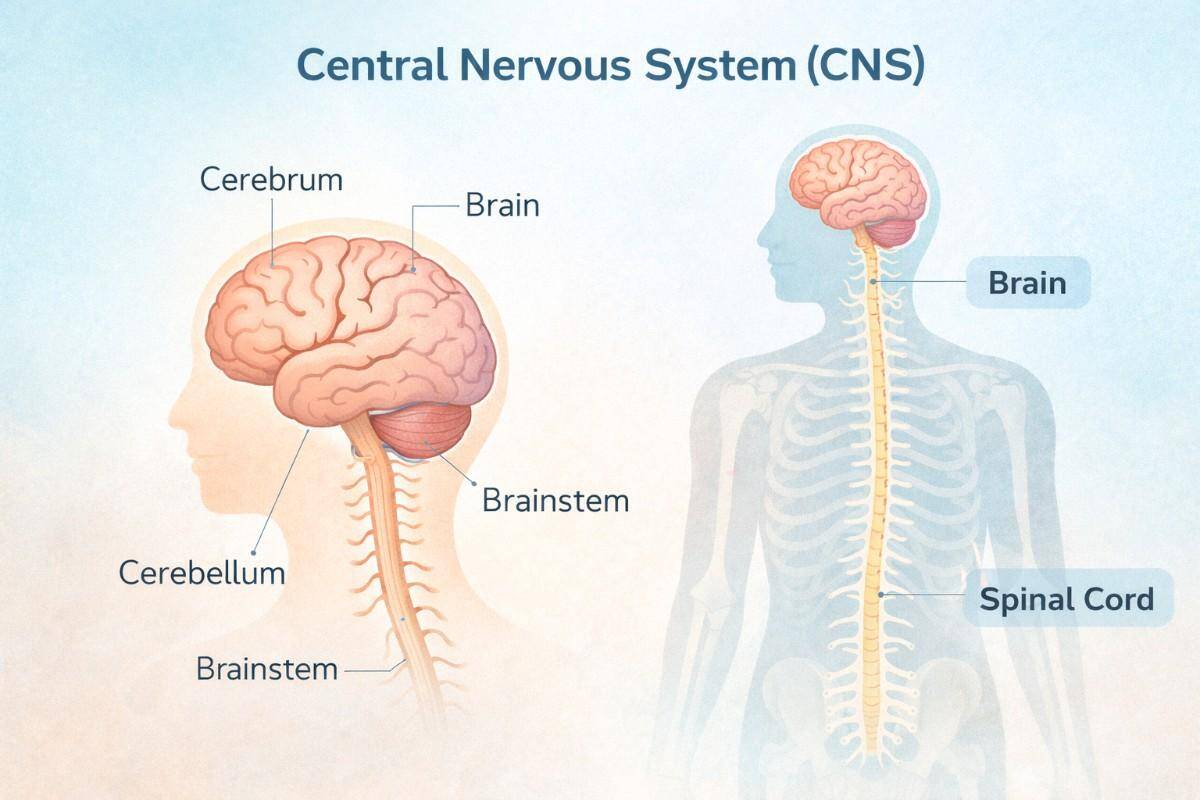 brain and spinal cord diagram showing the central nervous system and how central nervous system rest supports brain recovery